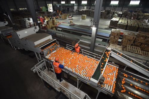 拼多多農產品上行報告 三區(qū)三州銷售額激增413%，初級農產品成電商助農新引擎