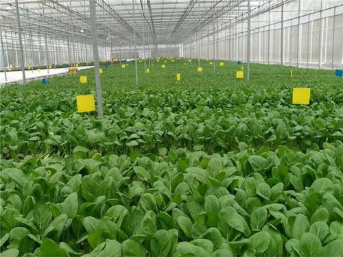 恩平農產品同城配送專業團隊在線服務 新鮮直達，品質無憂